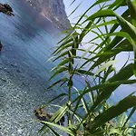 Fatolitis * Μασούρι