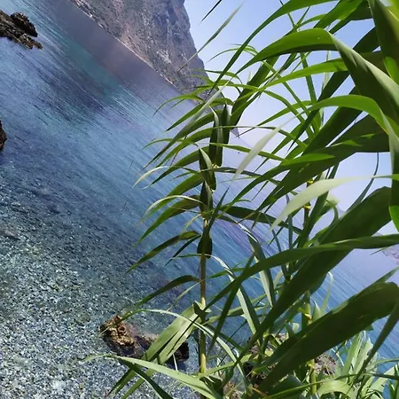 Fatolitis * מאסורי